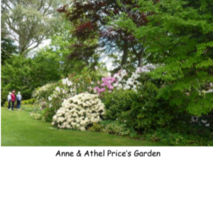 South Canterbury Rhododendron Group Inc November Garden tour 2022