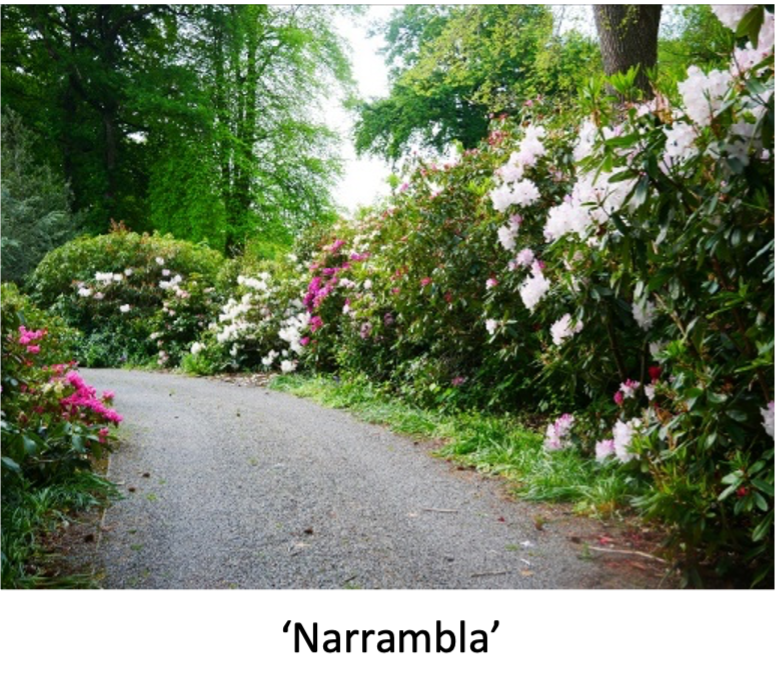 Narrambla