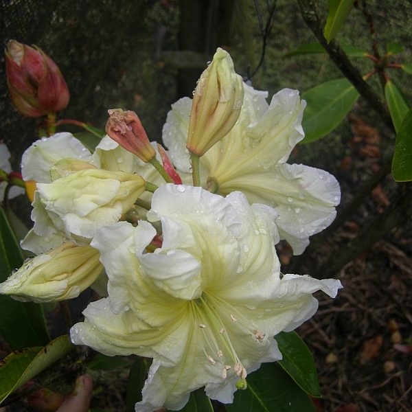 R. 'Orchard Gold'