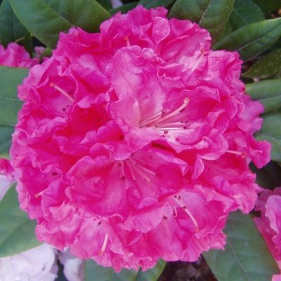 R. 'College Pink'